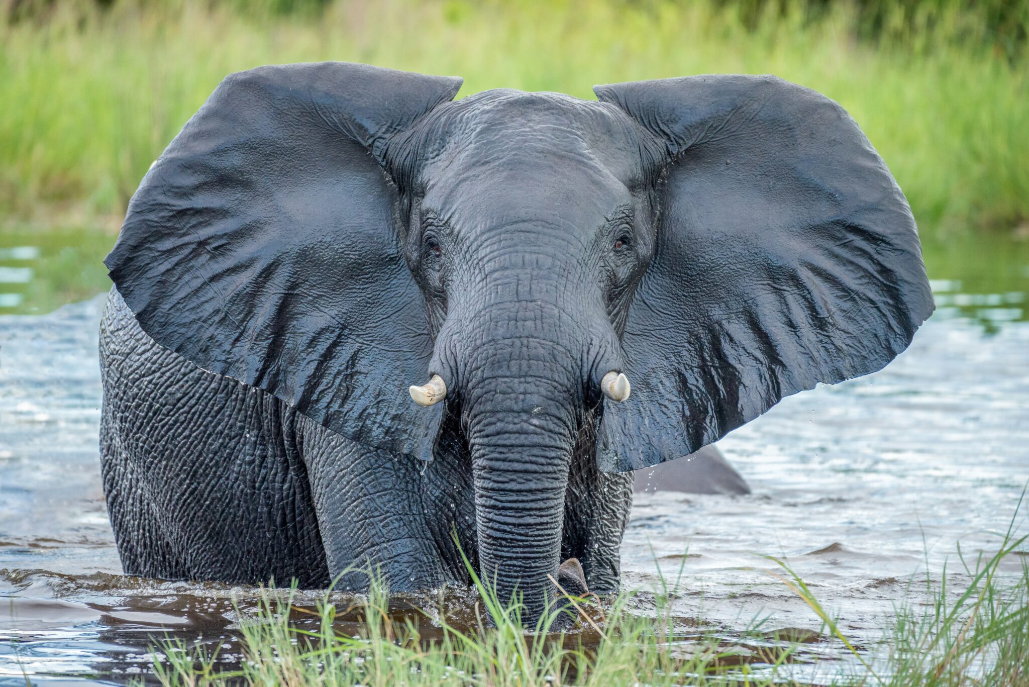 Botswana: Paraíso de Safáris e Natureza Exuberante