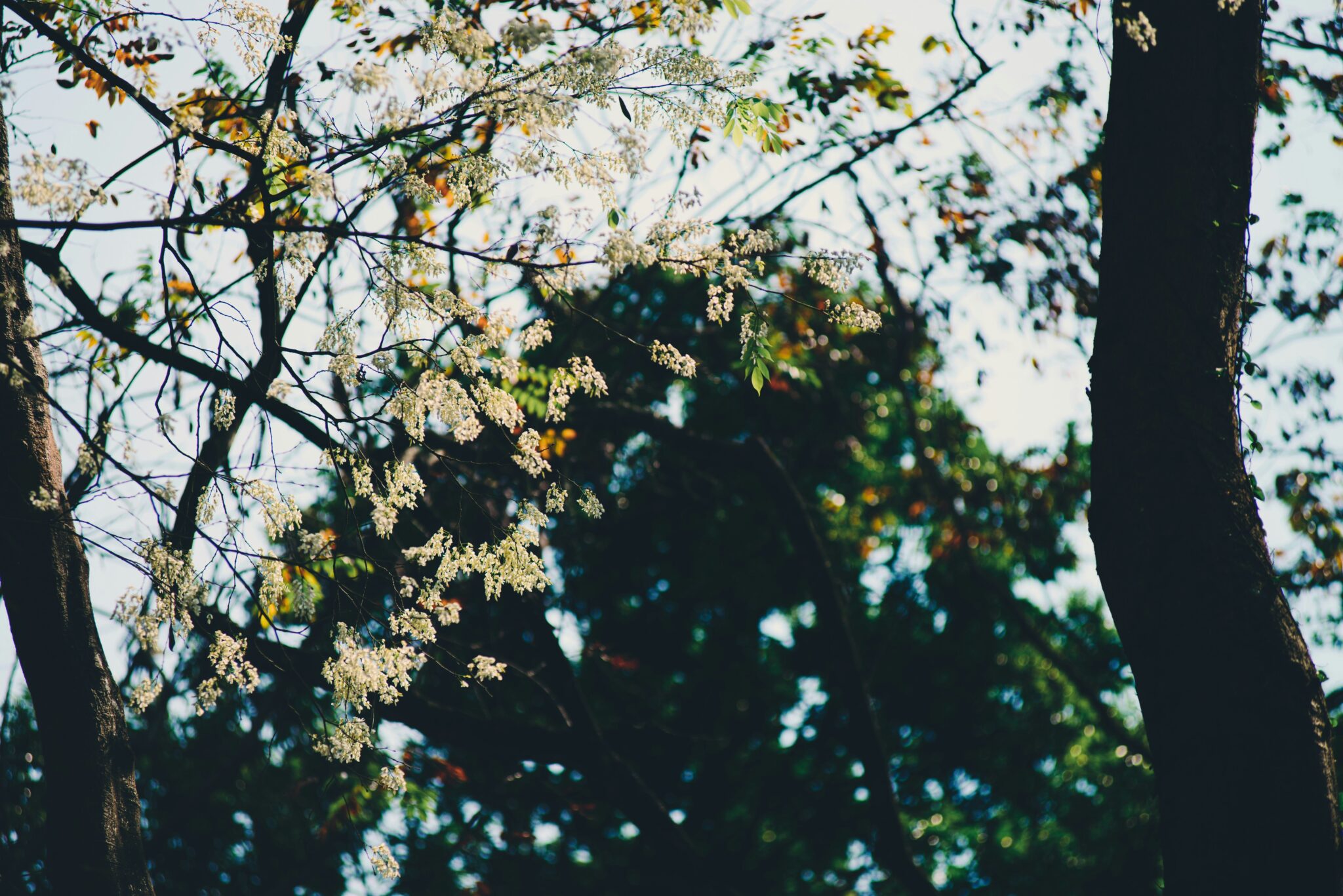 Jalapão: Aventura e Natureza no Coração do Cerrado Brasileiro